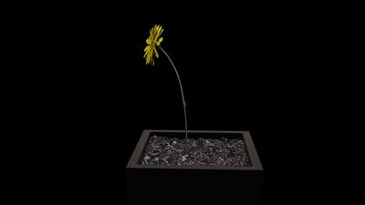 Sunflower Time – Heliotropic Horology