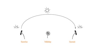 how the sunflower time works