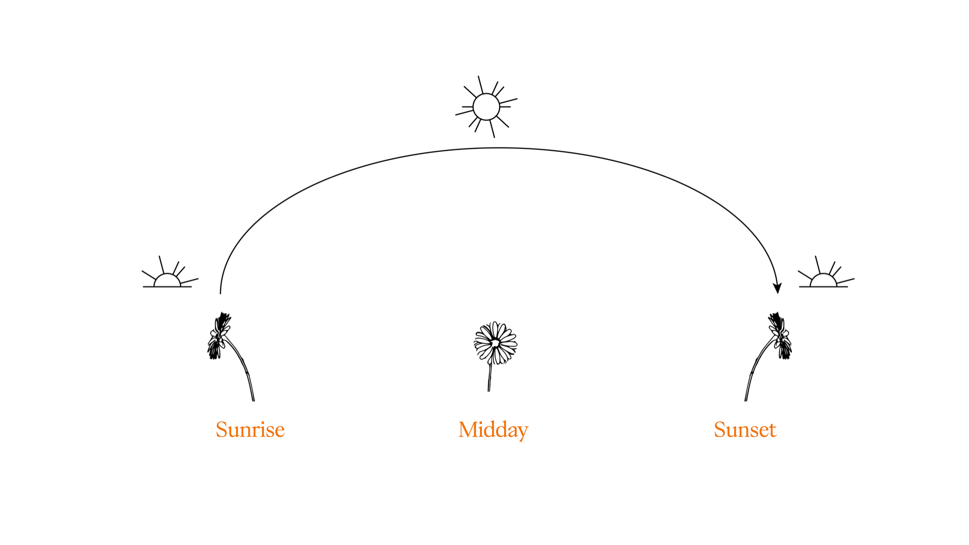 how the sunflower time works